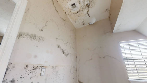 Best Mold Prevention Services  in Roslyn, PA