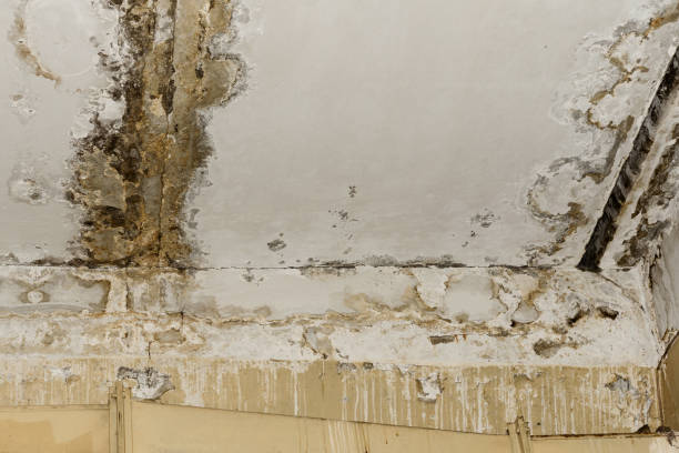 Best Asbestos and Lead Testing During Mold Inspection  in Roslyn, PA